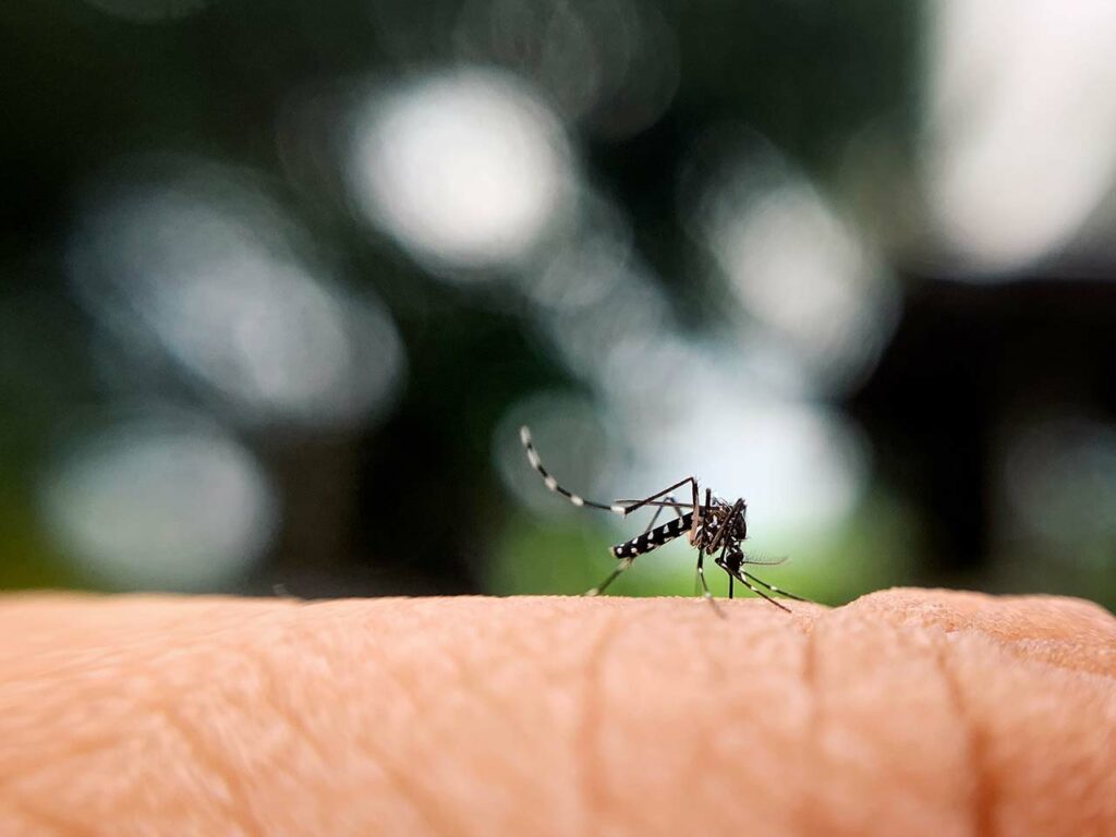 Mosquitos na piscina ou no jardim